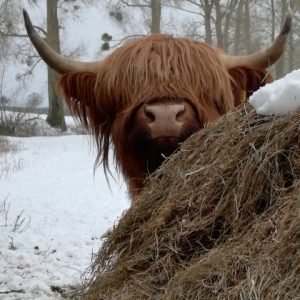 highland-cow-card