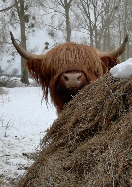 highland-cow-card